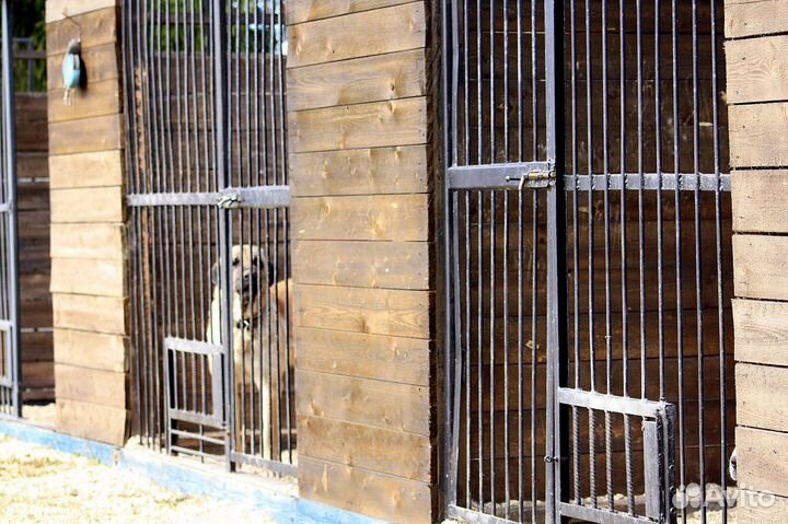 Индивидуальная вольерная передержка для собак