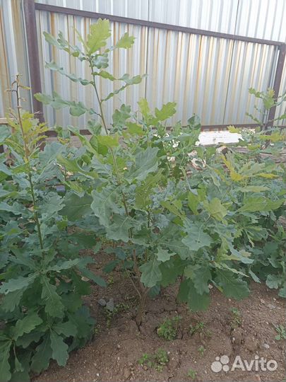 Саженцы дубов