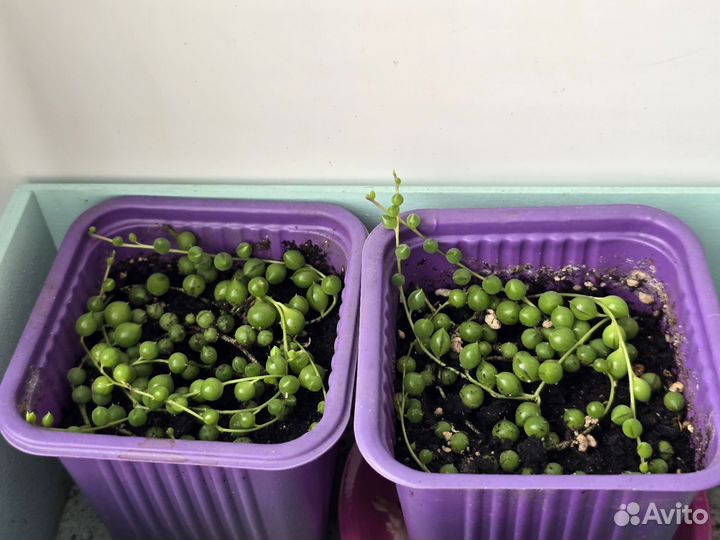 Крестовник роули