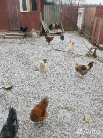 Петухи молодые деревенские