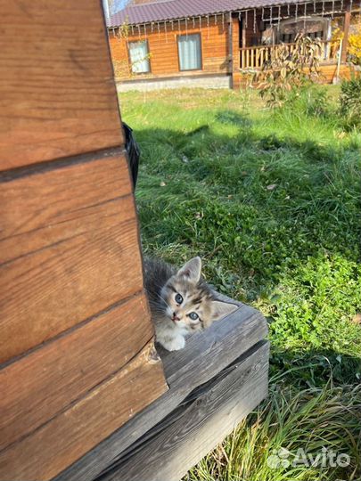 Котята в добрые руки даром