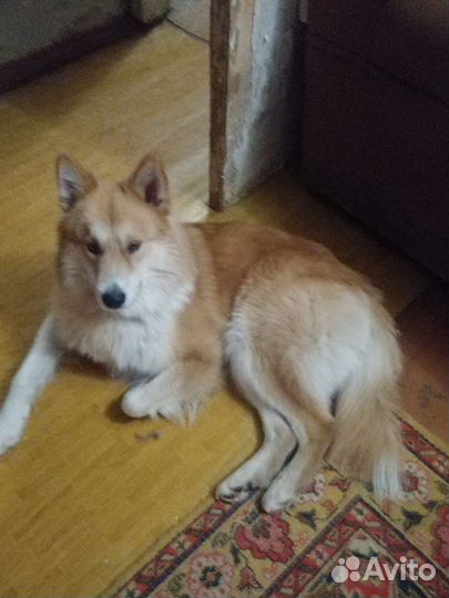 Якутская лайка