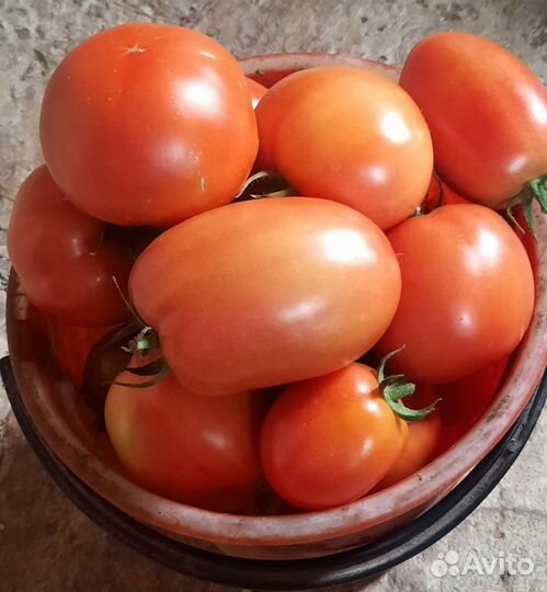 Помидоры тепличные