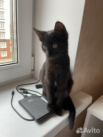 Котёнок в добрые руки
