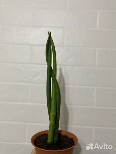 Сансевиерия цилиндрическая с горшком
