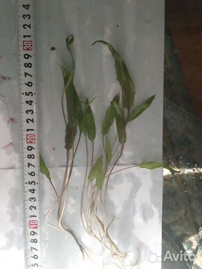 Растения аквариумные