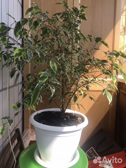 Фикус бенджамина