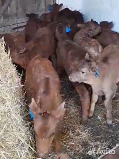 Телята бычки