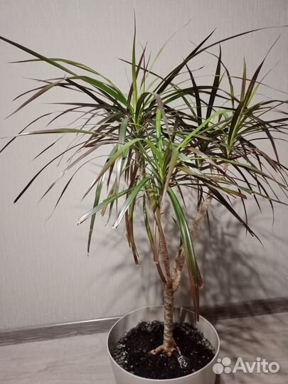 Драцена (пальма)