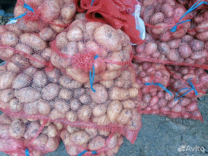 Картофель домашний