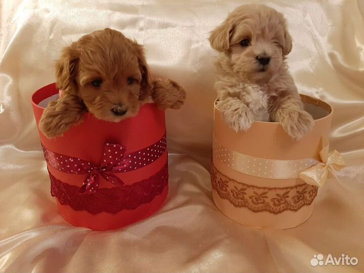 Мальтипу f1 mini корейского типа