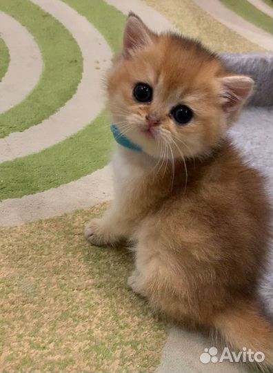 Британские котята