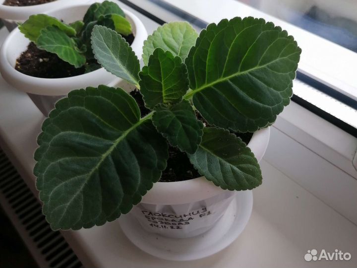 Глоксиния лист розовая