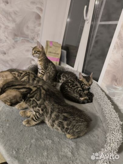 Бенгальские котята