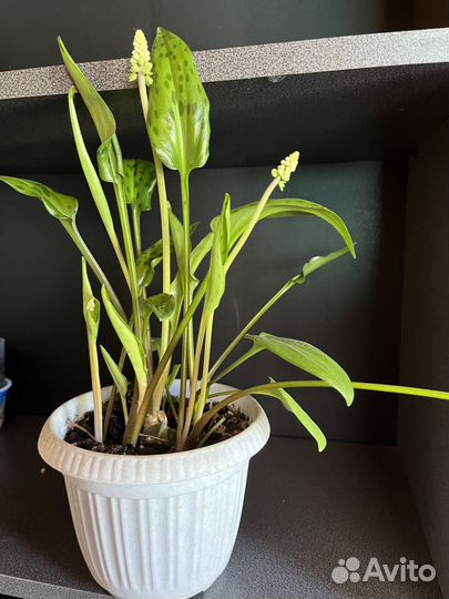 Домашние цветы