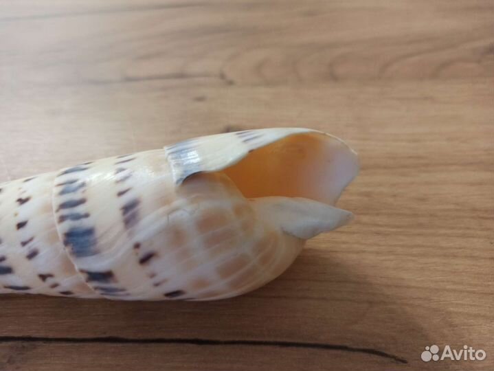 Морская раковина