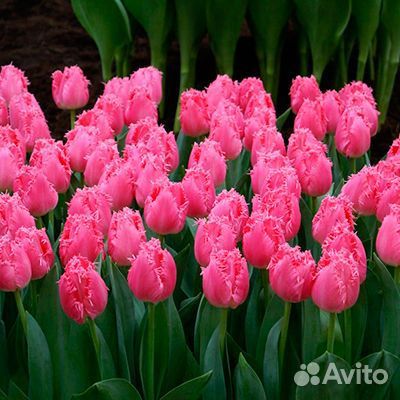 Тюльпаны к 8 марта оптом