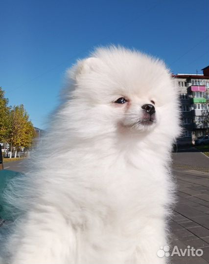 Щенки шпица