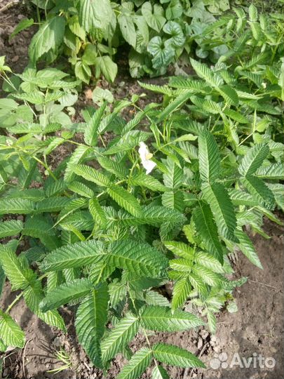 Тибетская малина. Саженцы