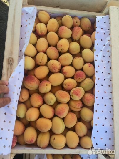 Абрикосb Армения