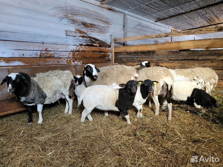Овцы бараны дорпер