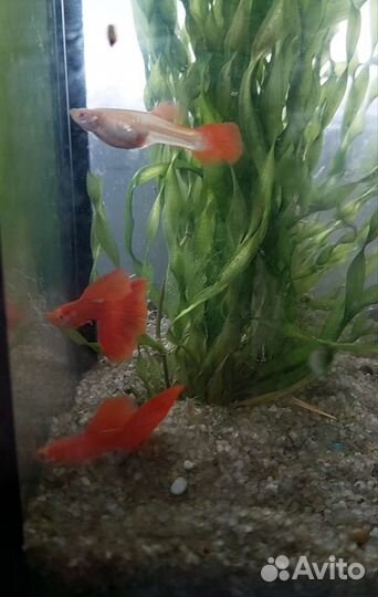 Гуппи Фул ред