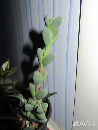 Delosperma lehmannii (делосперма лахмани)