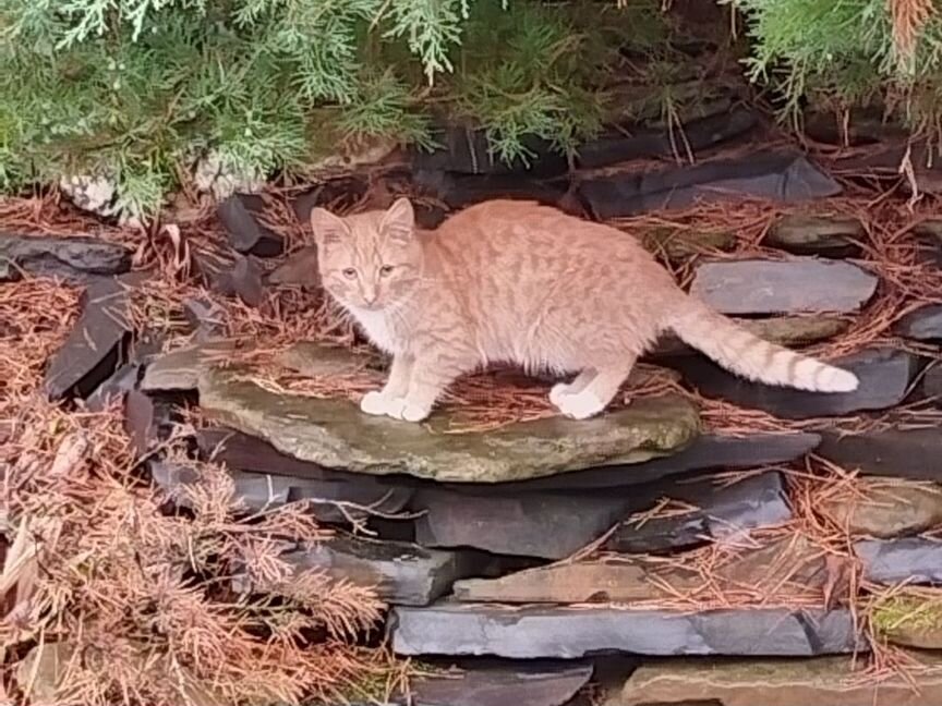 Котенок не переживет зиму