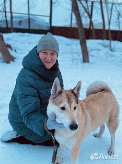 Передержка собак