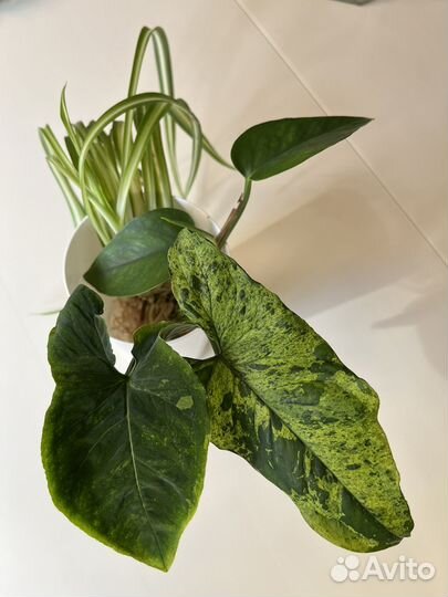 Набор комнатных растений