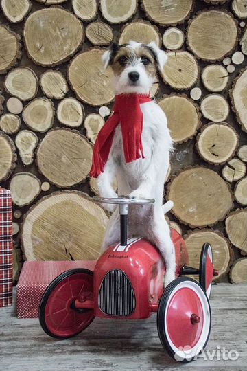 Танцы с собаками и трюковая дрессировка