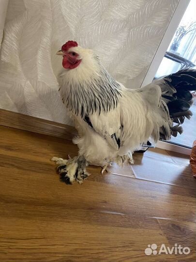 Петух Брама