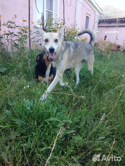 Отдам собаку в добрые руки