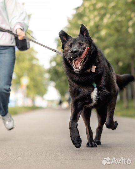 Гудини ищет дом