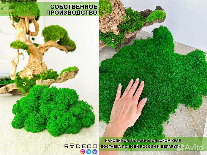 Стабилизированный мох ягель папоротник ковер
