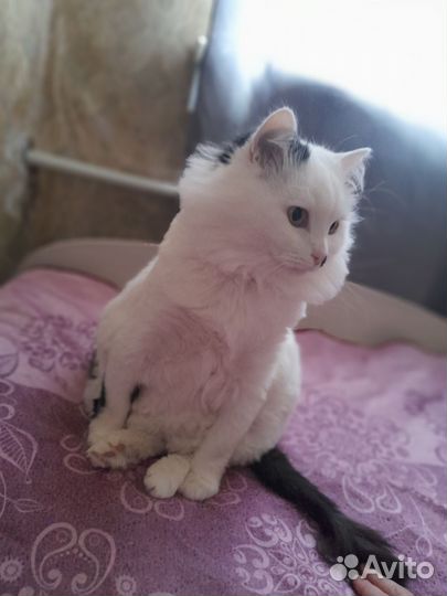 Кот