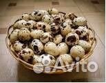 Продам перепелиное яйцо