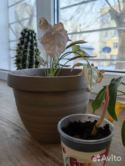 Цветы комнатные