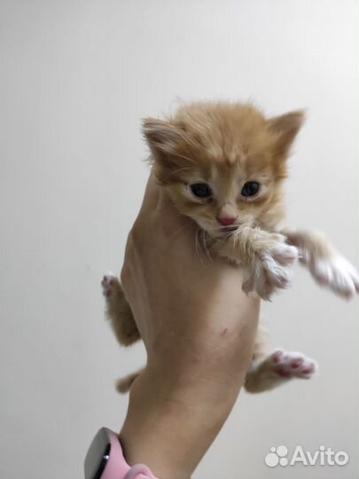 Котята бесплатно