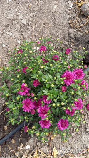 Хризантемы мультифлора