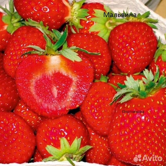 Клубника