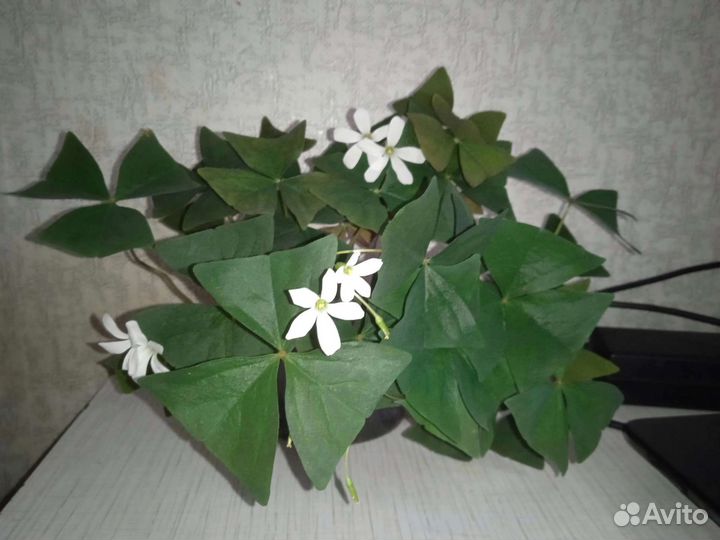 Оксалис зелёный