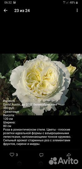 Английские розы