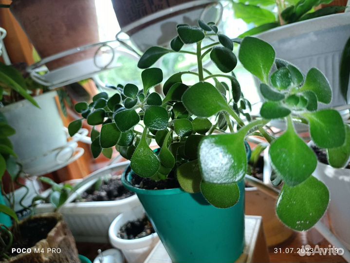 Комнатные цветы в горшках