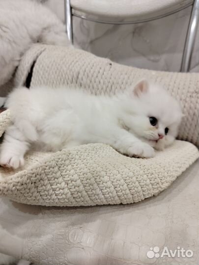 Персидские котята