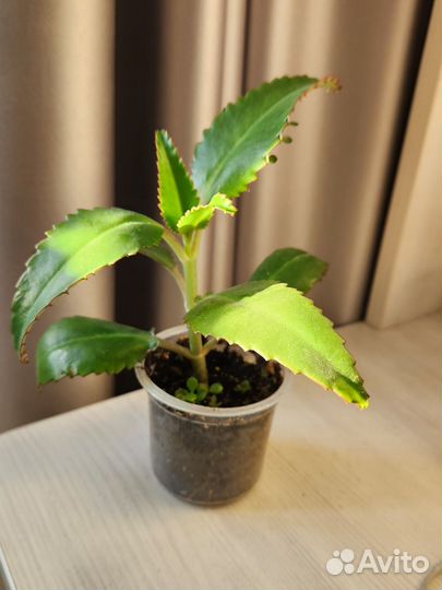 Каланхоэ лечебное (Дегремона)