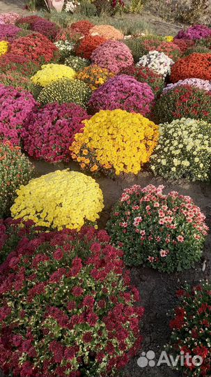 Хризантемы мультифлора