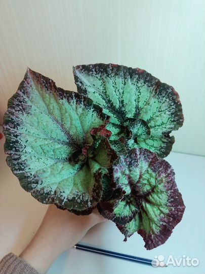 Бегония декоративно лиственная почтой