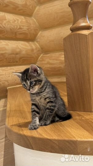 Домашние котята