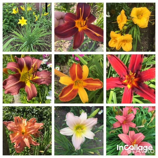 Лилейники разные